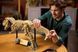 Конструктор Jurassic World Окаменелости динозавров: Тираннозавр рекс 76968 фото 6